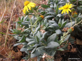 rra delle Concazze-01-01-2009 03-17-10